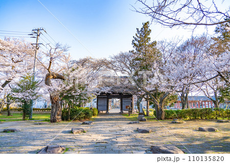 陸奥國分寺　薬師堂　仁王門　春　桜　満開　宮城県仙台市 110135820