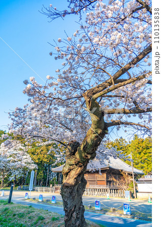 陸奥國分寺 薬師堂 春 桜 満開 宮城県仙台市 陸奥國分寺 薬師堂 春 桜 満開 宮城県仙台市 110135838