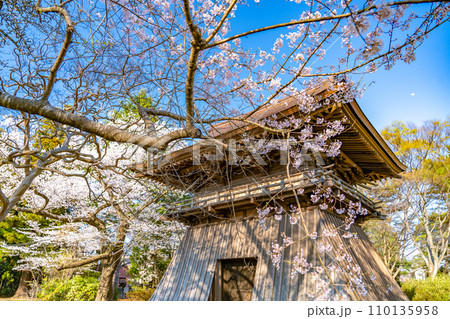 陸奥國分寺 薬師堂 鐘楼 春 桜 満開 宮城県仙台市 陸奥國分寺 薬師堂 鐘楼 春 桜 満開 宮城県仙台市 110135958