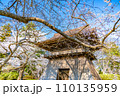 陸奥國分寺 薬師堂 鐘楼 春 桜 満開 宮城県仙台市 陸奥國分寺 薬師堂 鐘楼 春 桜 満開 宮城県仙台市 110135959