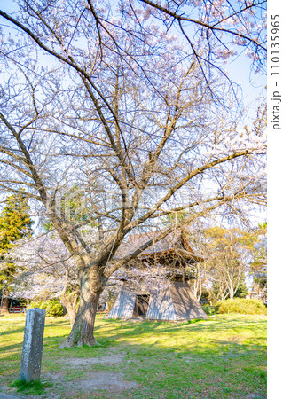 陸奥國分寺　薬師堂　鐘楼　春　桜　満開　宮城県仙台市 110135965
