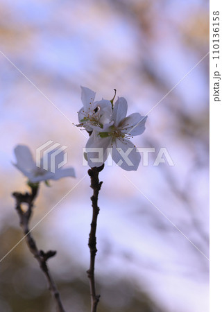 サクラ（三波川冬桜） 110136158