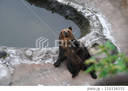 登別クマ牧場 エゾヒグマ 蝦夷羆 登別クマ牧場 エゾヒグマ 蝦夷羆 110136252