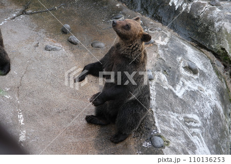 登別クマ牧場 エゾヒグマ 蝦夷羆 登別クマ牧場 エゾヒグマ 蝦夷羆 110136253