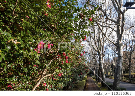 晴れた冬の日の公園の風景　滋賀県大津市びわこ文化公園 110136363