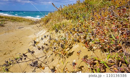 鳥取砂丘の紅葉したハマゴウ 110136386