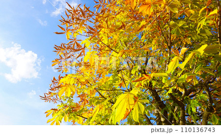 中国庭園 燕趙園 鳥取県東伯郡湯梨浜町 110136743
