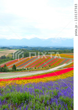 美瑛四季彩の丘 110137383