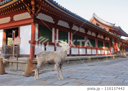 奈良 国宝華厳宗大本山東大寺大仏殿(金堂)東回廊と鹿 奈良 国宝華厳宗大本山東大寺大仏殿(金堂)東回廊と鹿 110137442
