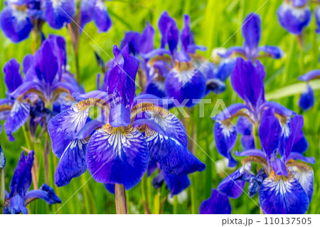 明るい陽ざしに映える菖蒲の花 明るい陽ざしに映える菖蒲の花 110137505