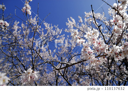 いつか見た桜 110137632