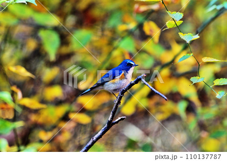 ルリビタキ♂ 110137787