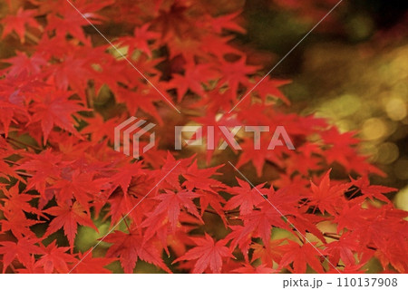 深い森林の赤く紅葉したもみじ 110137908