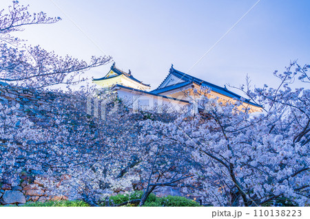 （静岡県）桜満開の浜松城　夕景 110138223
