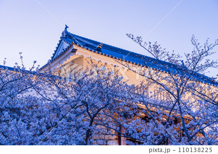（静岡県）桜満開の浜松城　夕景 110138225