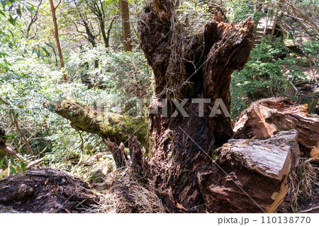 屋久島の高塚小屋から白谷雲水峡までの登山道 110138770