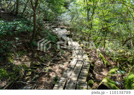 屋久島の高塚小屋から白谷雲水峡までの登山道 110138789