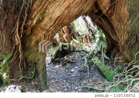 屋久島の高塚小屋から白谷雲水峡までの登山道 110138852