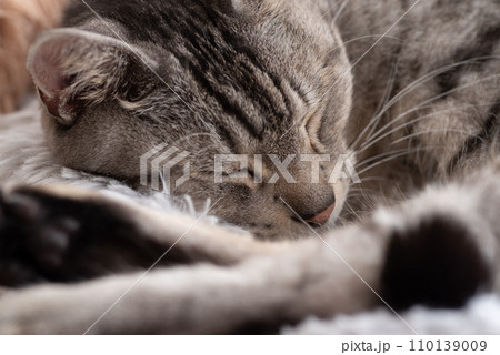 眠る猫 サバトラ猫 眠る猫 サバトラ猫 110139009