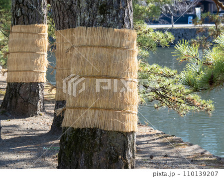 「こも巻き」。伝統的な害虫駆除法。 110139207