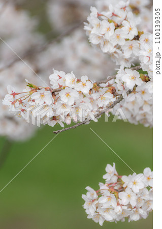 桜咲く 110139305