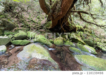 屋久島の白谷雲水峡エリア 110139498