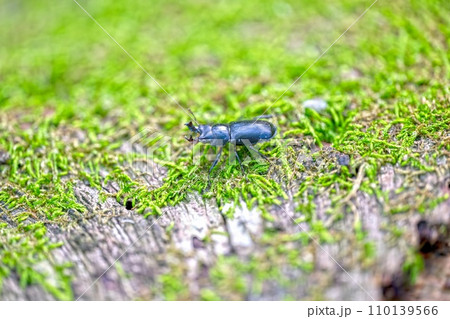 オニクワガタ オニクワガタ 110139566