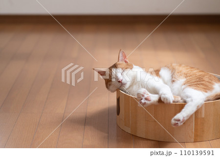 眠る猫 茶トラ白 眠る猫 茶トラ白 110139591