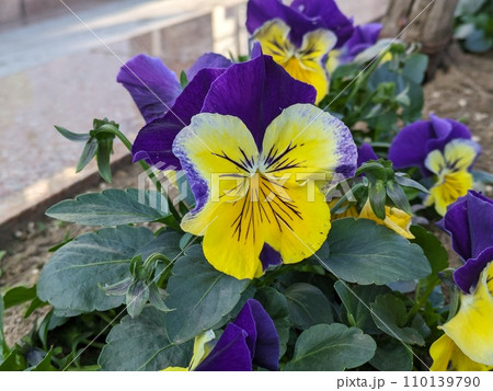 冬の庭に咲く黄色と紫色の複色のパンジーの花 冬の庭に咲く黄色と紫色の複色のパンジーの花 110139790