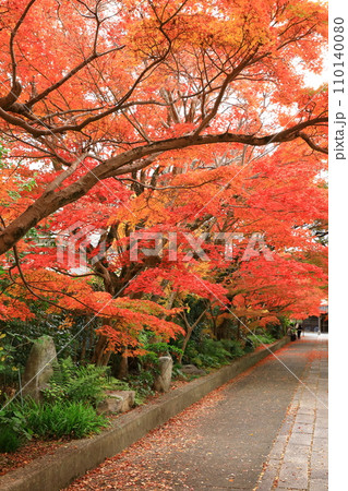 山口市　紅葉の龍福寺参道 110140080