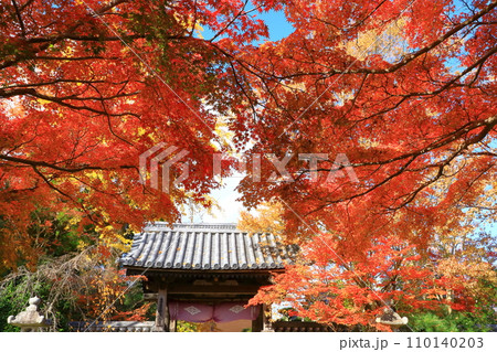 山口市　龍福寺　山門と紅葉 110140203