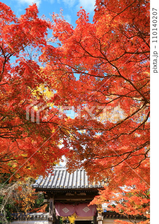 山口市　龍福寺　山門と紅葉 110140207