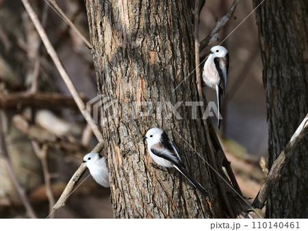 雪の妖精シマエナガ 雪の妖精シマエナガ 110140461