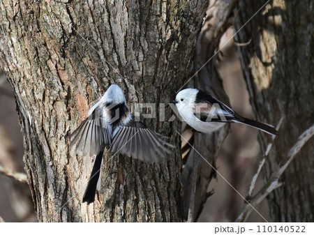 雪の妖精シマエナガ 110140522
