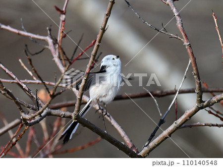 雪の妖精シマエナガ 110140548