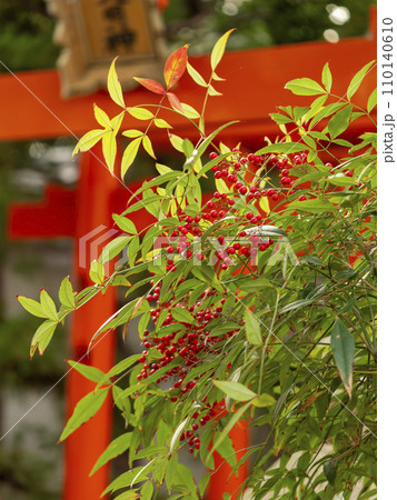 神社の色鮮やかな南天 110140610