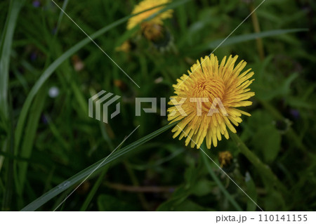 Yellow dandelion flower on a meadow with green grass. Yellow dandelion flower on a meadow with green grass. 110141155