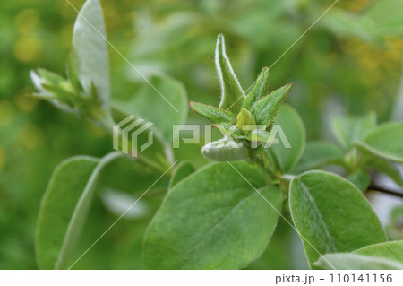 Green leaves and quince buds. Beautiful spring background. Green leaves and quince buds. Beautiful spring background. 110141156