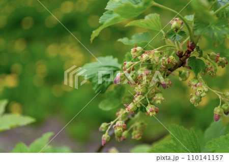 Red currant flowers on a branch with green leaves in the garden 110141157