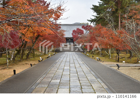仁和寺　金堂へつづく参道　秋 110141166