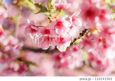 桜 110141501