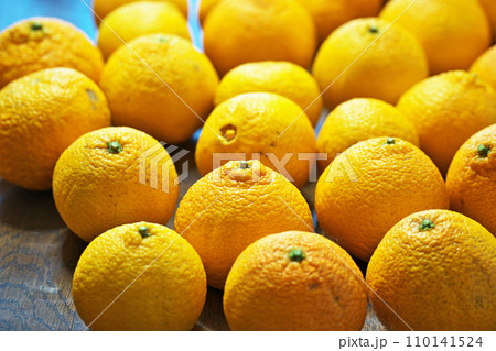 自宅の庭で取れた獲れたミカンをテーブルに並べました（冬、十二月） 110141524