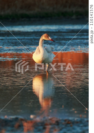 シベリアから飛来したコハクチョウ シベリアから飛来したコハクチョウ 110141576