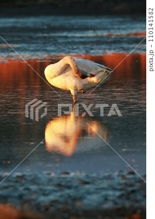 シベリアから飛来したコハクチョウ 110141582