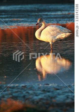 シベリアから飛来したコハクチョウ 110141586