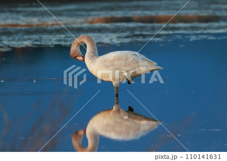 シベリアから飛来したコハクチョウ 110141631