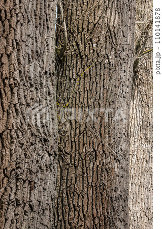 Old Wood Tree Texture Background Pattern 110141878