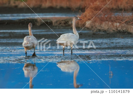 シベリアから飛来したコハクチョウ 110141879