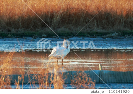 シベリアから飛来したコハクチョウ 110141920