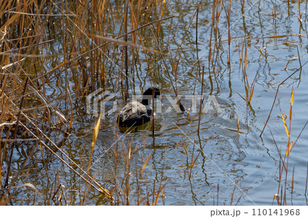 クイナ科オオバンの採餌行動 110141968